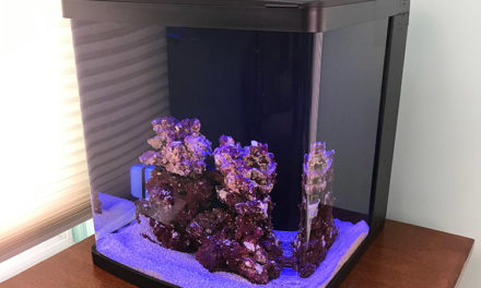 How to Cycle a Nano Reef Tank Safely
