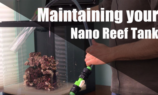 How to maintain a nano reef tank