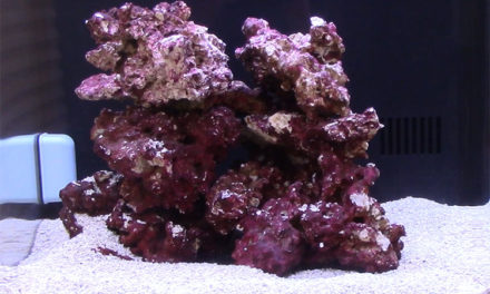 How to Select Live Rock for Your Nano Reef Aquarium