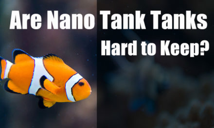 Are Nano Reef Tanks Hard to Keep?