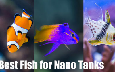 Best Fish for a Nano Reef Tank (With Pictures)