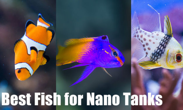 Best Fish for a Nano Reef Tank (With Pictures)