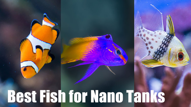 Best Fish For A Nano Reef Tank With Pictures Nano Reef Tanks Saltwater Fish Aquariums Education And Tips,Food Bank Near Me Now