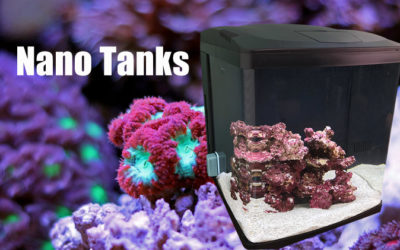 Tegenover vergroting abces Home - Nano Reef Tanks | Saltwater Fish Aquariums Education and Tips