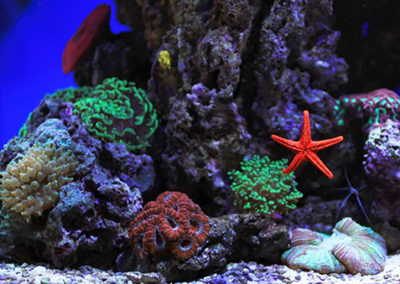Coral-Reef-Aquarium