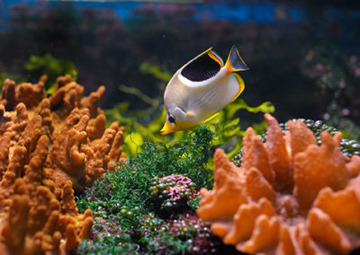 coral-reef-fish