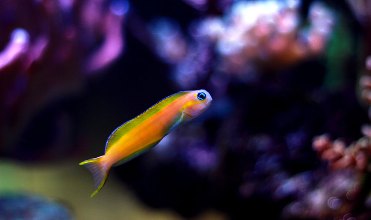 What Are Coral Reef Environments?