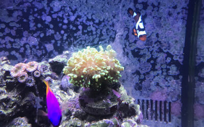 Home - Nano Reef Tanks  Saltwater Fish Aquariums Education and Tips